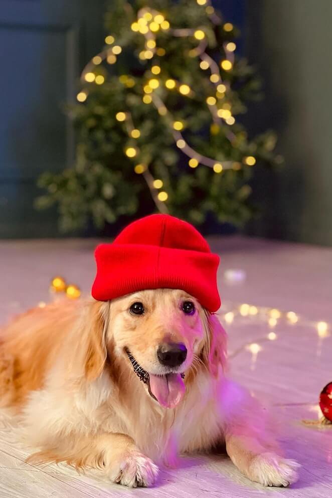 Why dogs love Christmas