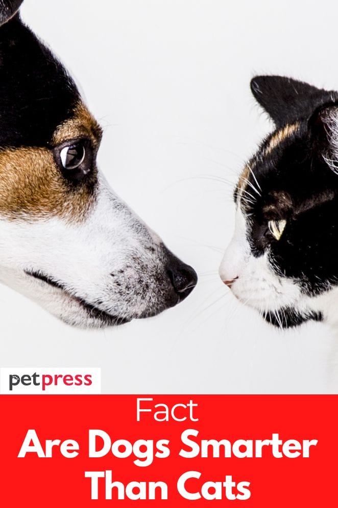 Fact Answered Are Dogs Smarter Than Cats   Are Dogs Smarter Than Cats 