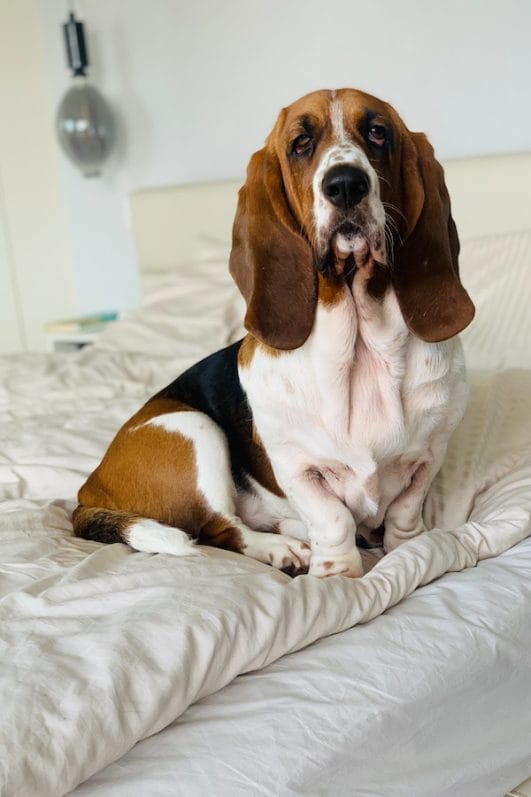 17 Dogs That Are Good With Cats And Get Along as Companions