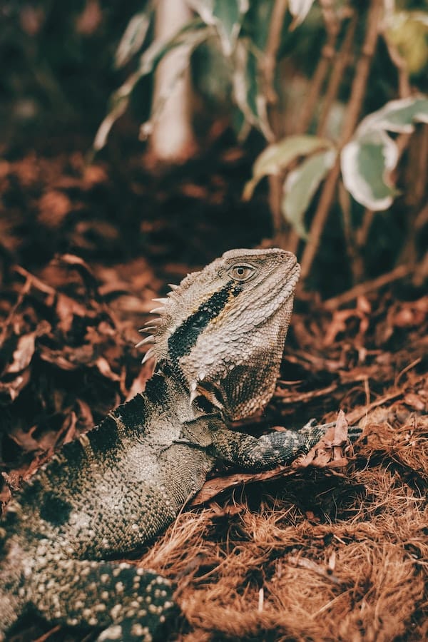 bearded-dragon-facts