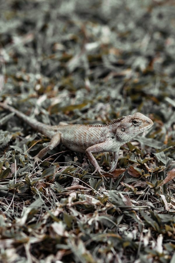 bearded-dragon-facts