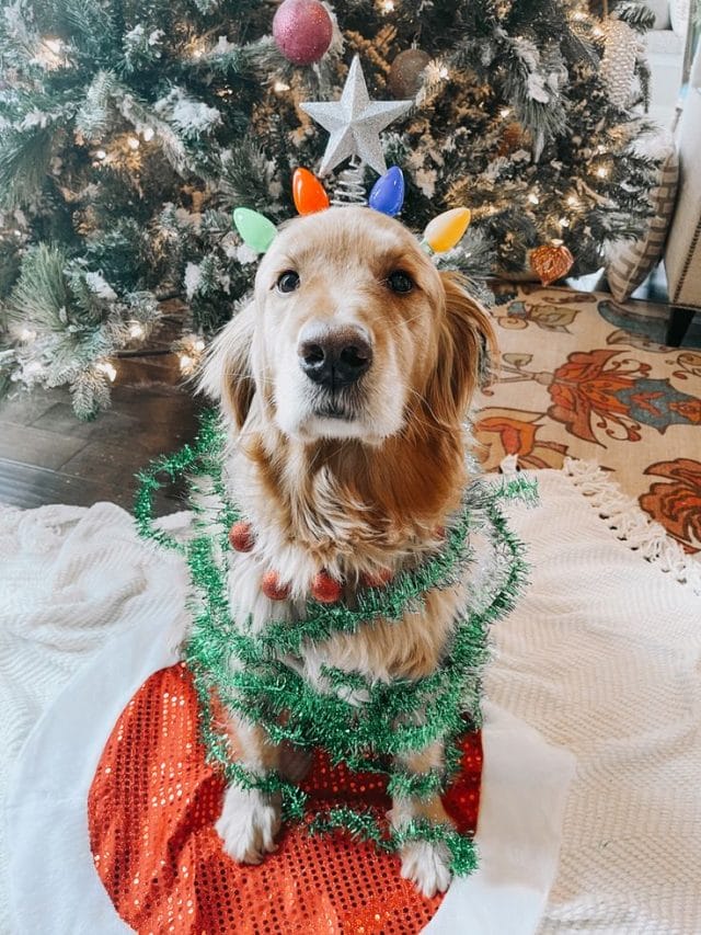 Funny Dogs Who Think They are Christmas Trees