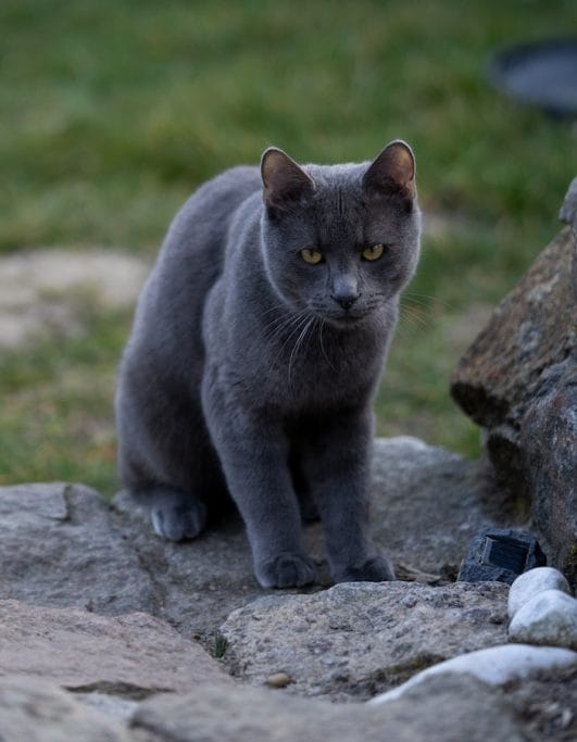 How to Tell If Your Cat Is Plotting to Kill You 10 Warning Signs