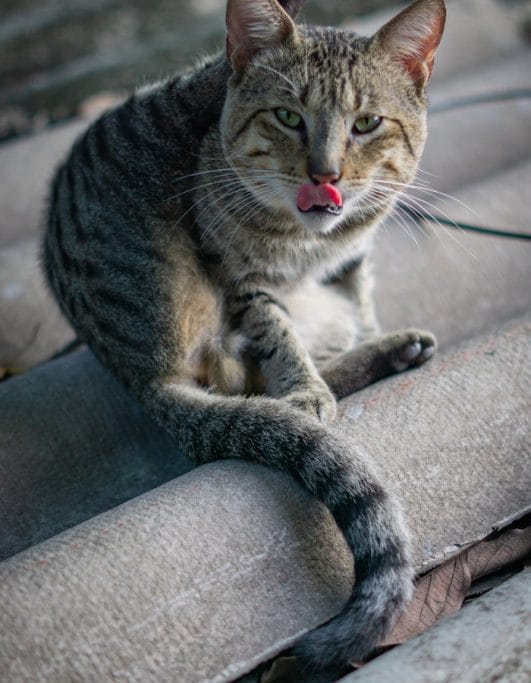 How to Tell If Your Cat Is Plotting to Kill You 10 Warning Signs