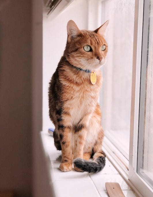 How to Make a Cat Like You 10 Tips to Win Over Your Feline