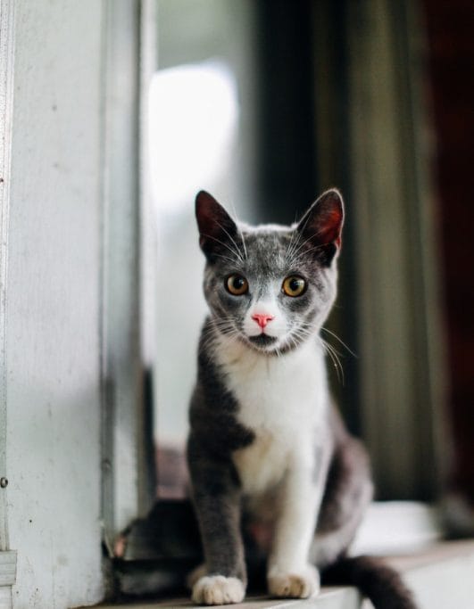 How to Make a Cat Like You 10 Tips to Win Over Your Feline