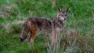 coyote