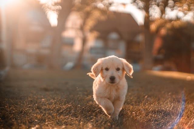 Golden Retriever 