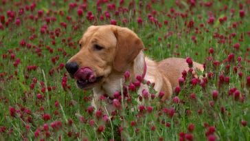 cute-fox-red-lab-names