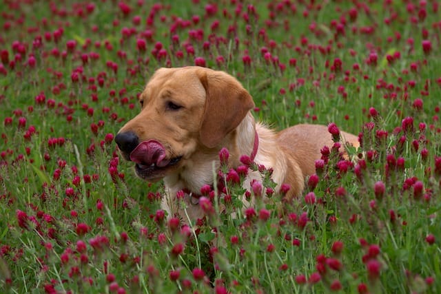 cute-fox-red-lab-names