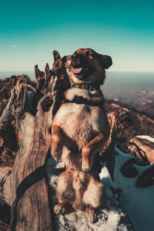 dog-laugh