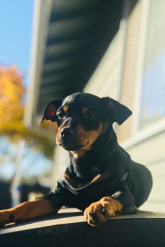 6 Simple Tips on How To Teach a Dog to Lay Down