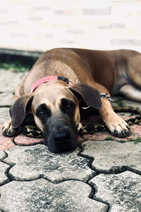 DIY Dog Paw Balm To Moisturize & Soothe Your Dog's Paws