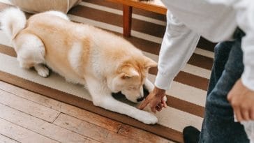 dog-shake-hand