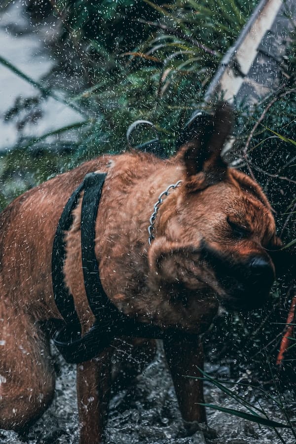 Why Is My Dog Shaking? 6 Common Causes For Dog's Shivers