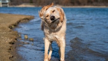 dog-shaking