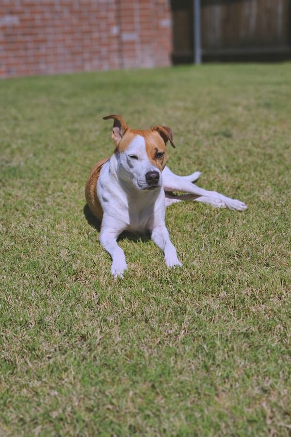 Expert Explain Do Dogs Need Sunscreen