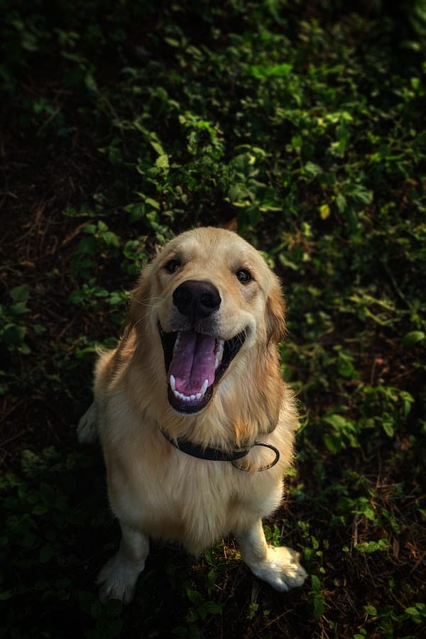 dog-teeth