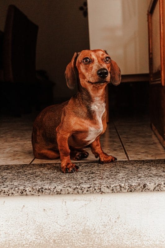 5 Tips on How To Make a Dog Throw Up Easily And Safely