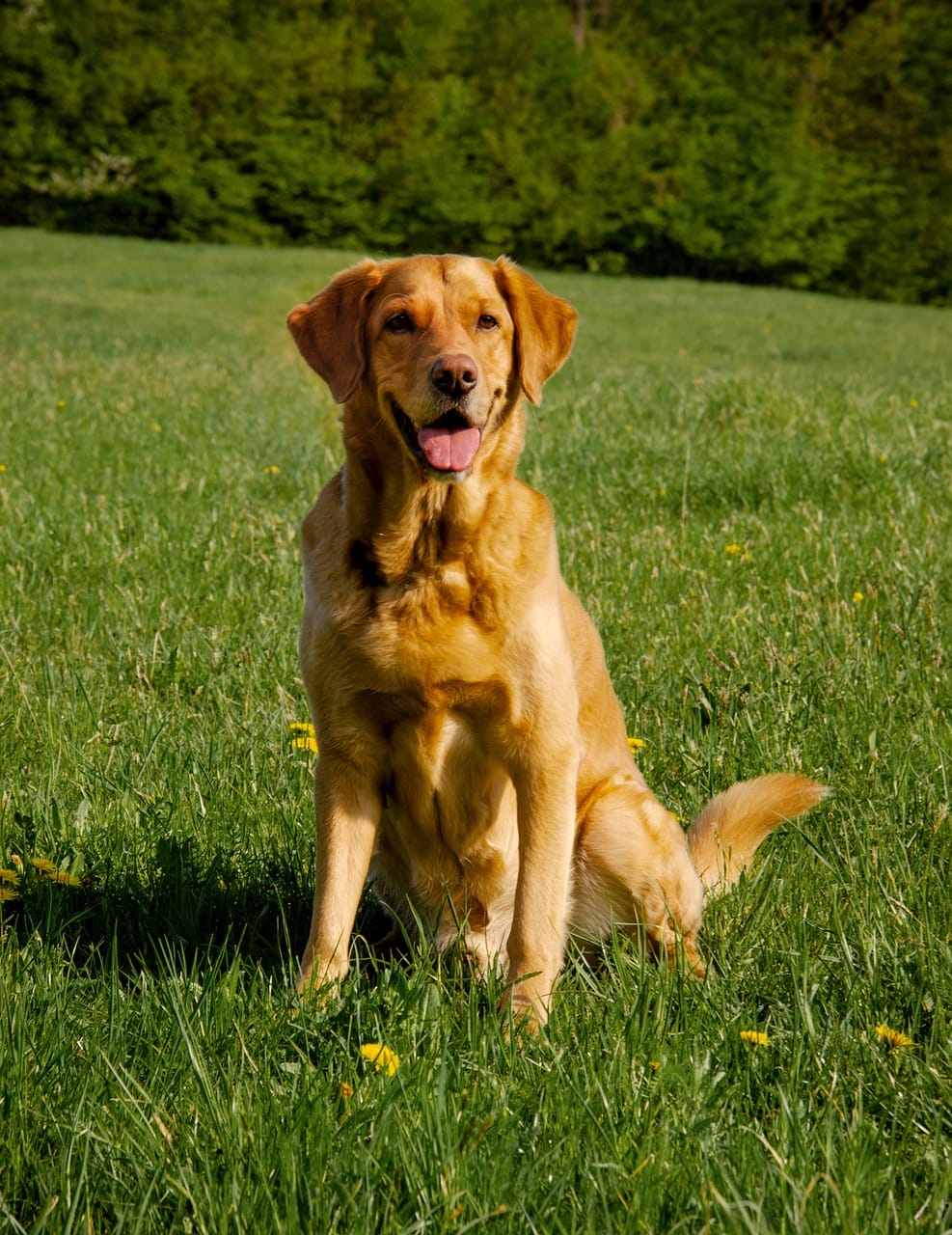 female-fox-red-lab-names