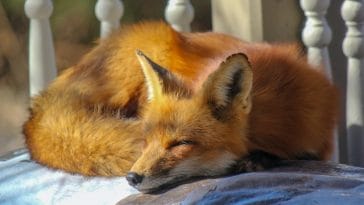fox-facts