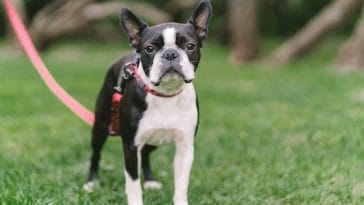 french bulldog-vs-boston terrier