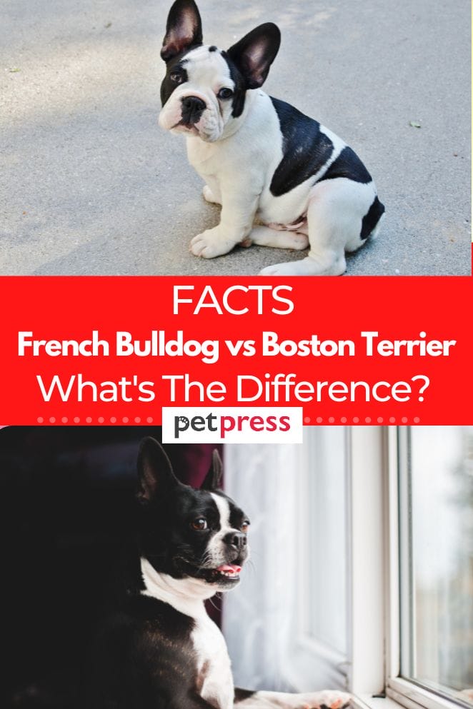 French Bulldog vs Boston Terrier What's The Difference?
