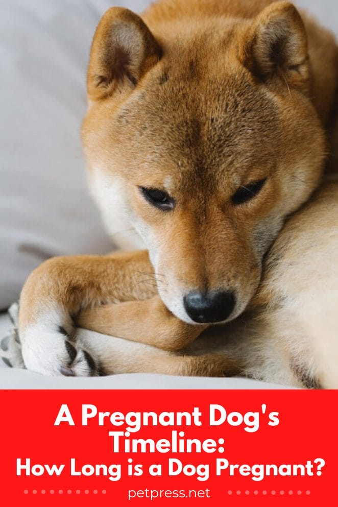 A Pregnant Dog's Timeline: How Long is a Dog Pregnant?