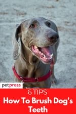 6 Tips on How to Brush Dog's Teeth: A Steps-by-Step Guide