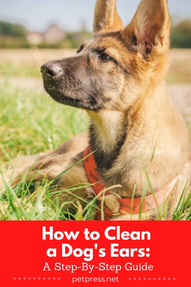 how to clean a dog's ears