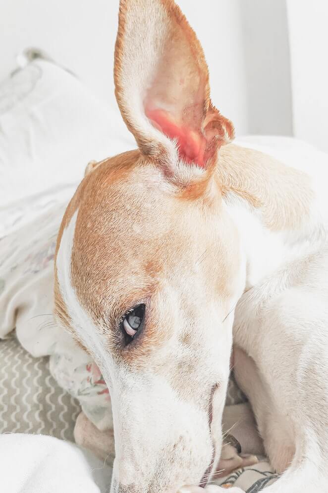How to Clean a Dog's Ears A StepByStep Guide