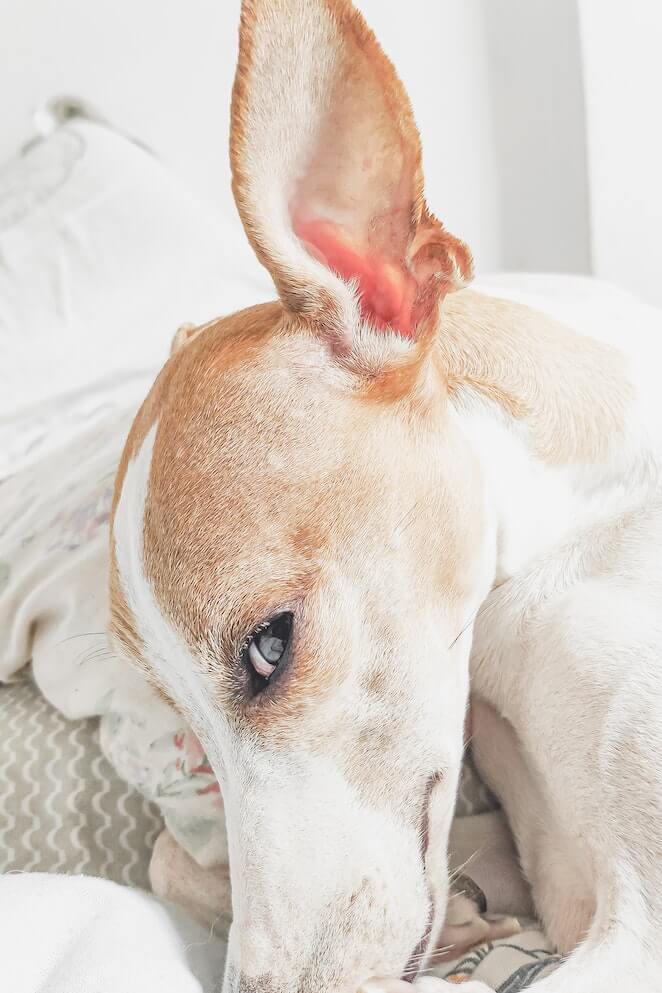 how to clean a dog's ears