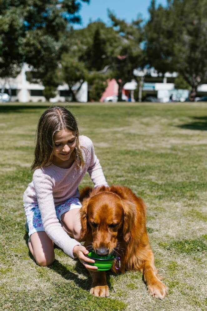 how to get rid of stinky dog breath