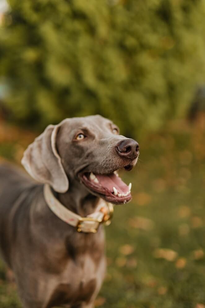 how to get rid of stinky dog breath