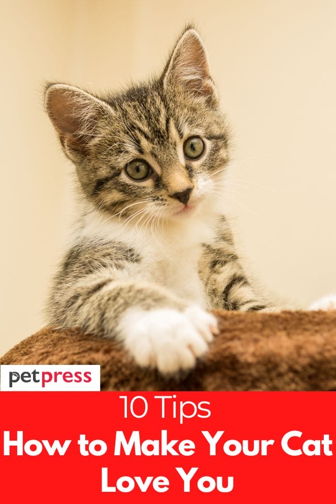 How to Make a Cat Like You 10 Tips to Win Over Your Feline