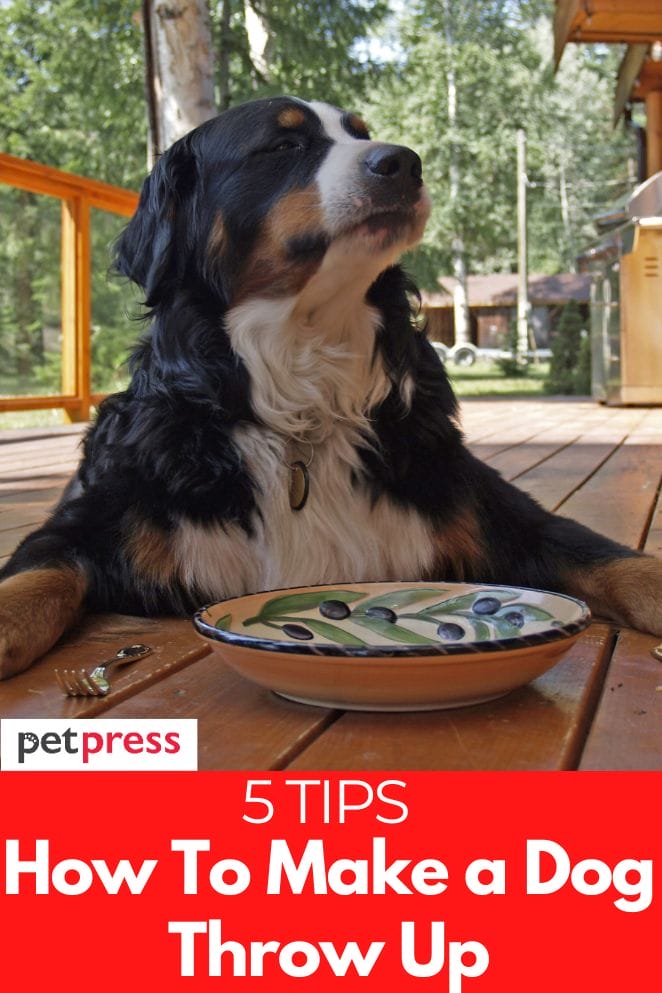 how to make a dog throw up