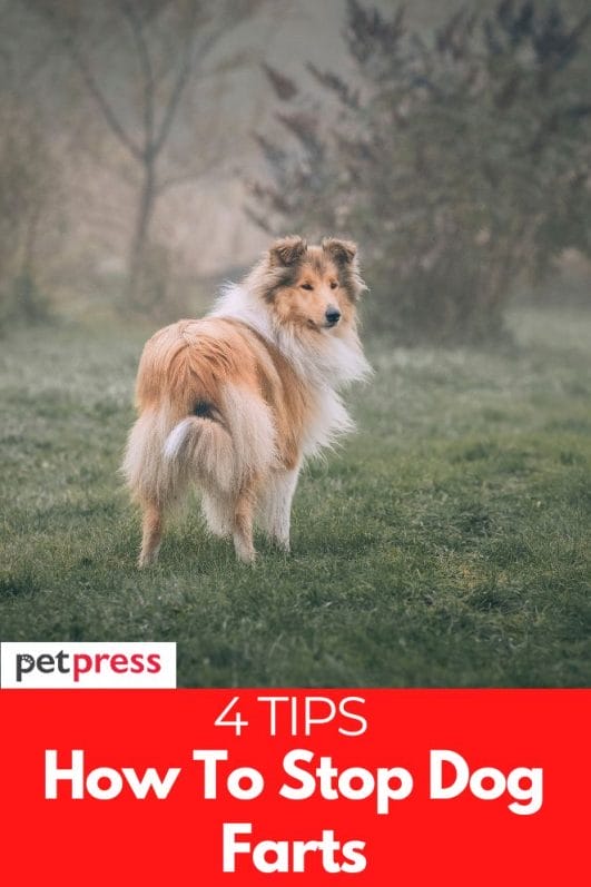 How To Stop Dog Farts? 4 Tips To Stop Your Dog's Smelly Gas