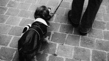 how to teach a dog to heel