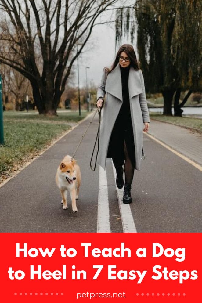 how to teach a dog to heel