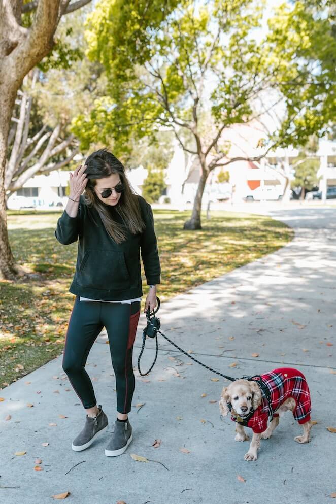 how to teach a dog to heel