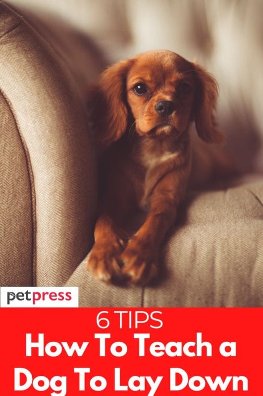 6 Simple Tips on How To Teach a Dog to Lay Down