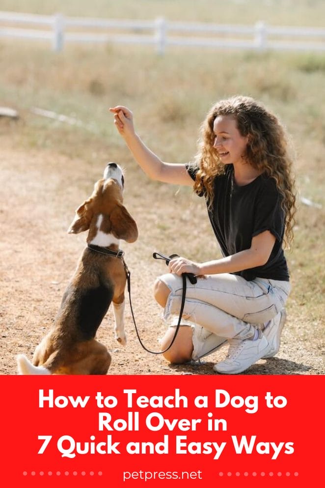 how to teach a dog to roll over