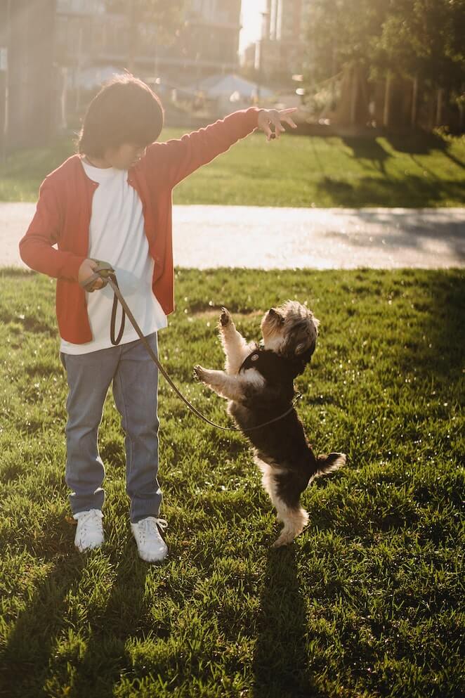 how to teach a dog to roll over