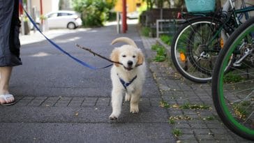 how to teach a puppy to walk on a leash