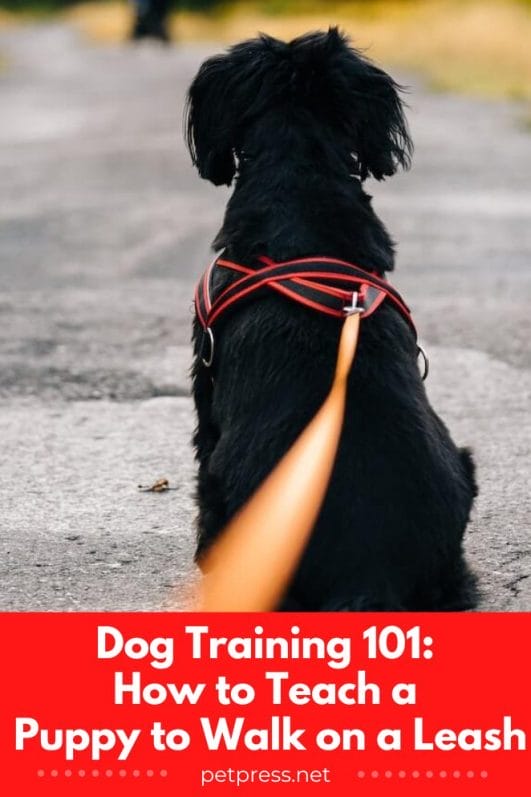 Dog Training 101 How to Teach a Puppy to Walk on a Leash