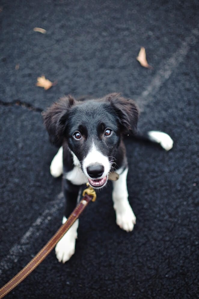 how to teach a puppy to walk on a leash