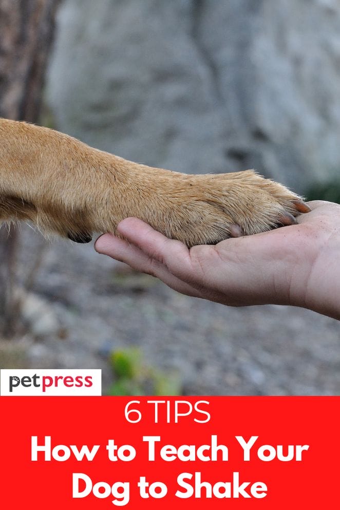 How to Teach Your Dog to Shake in 6 Easy Steps