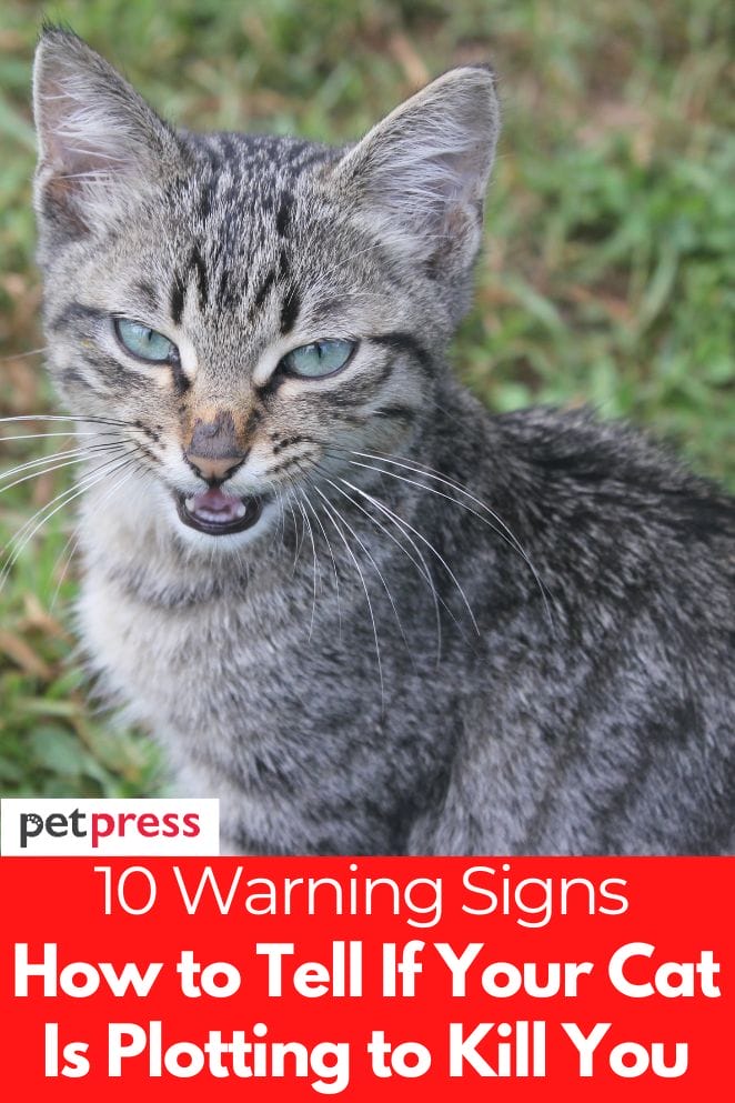 How To Tell If Your Cat Is Plotting To Kill You 10 Warning Signs how-to-tell-if-your-cat-is-plotting-to-kill-you-10-warning-signs