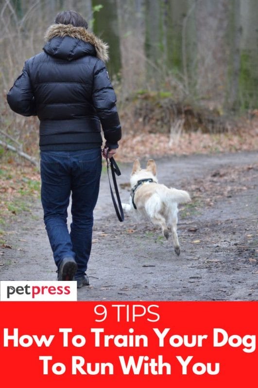 9 Tips on How To Train Your Dog To Run With You