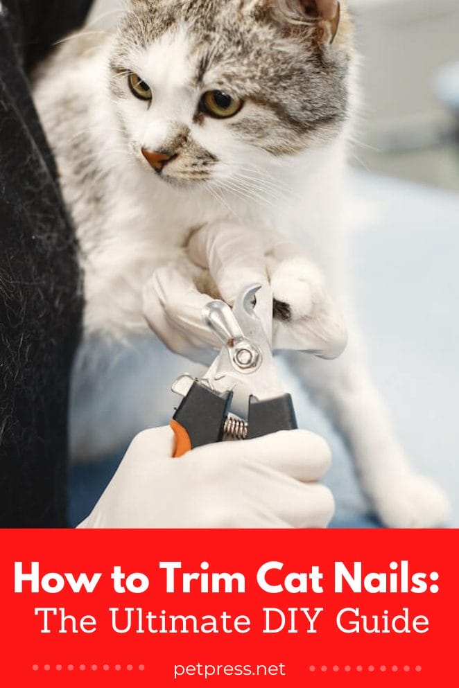 how to trim cat nails